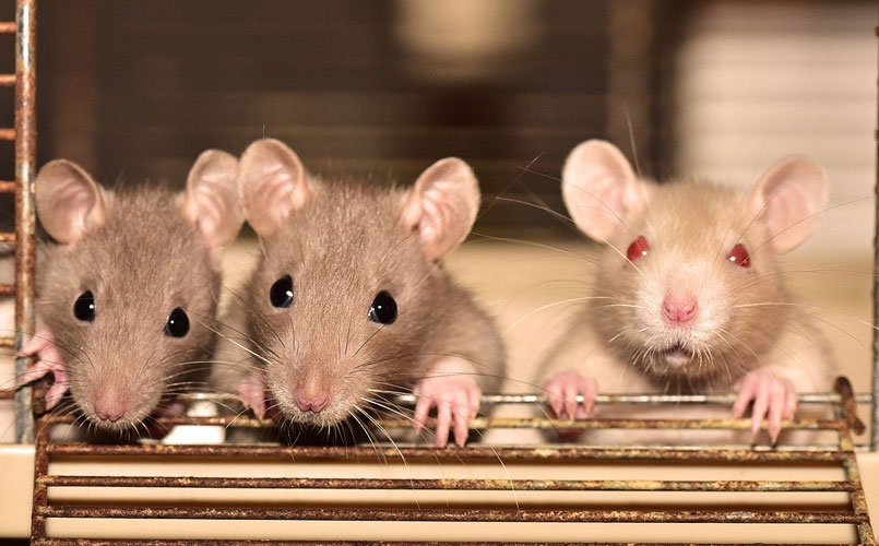 El miedo y la jerarquización de las sociedades